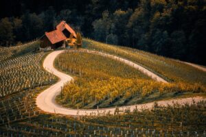 vineyard-8345243_1280