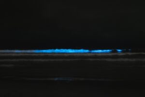 animal Bioluminescent