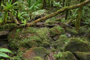 yunque